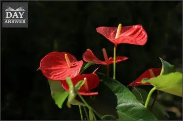 Como cuidar de mini antúrio: 8 dicas Como cuidar de mini antúrio: 8 dicas