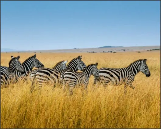 Veja os países mais interessantes para visitar na África Veja os países mais interessantes para visitar na África