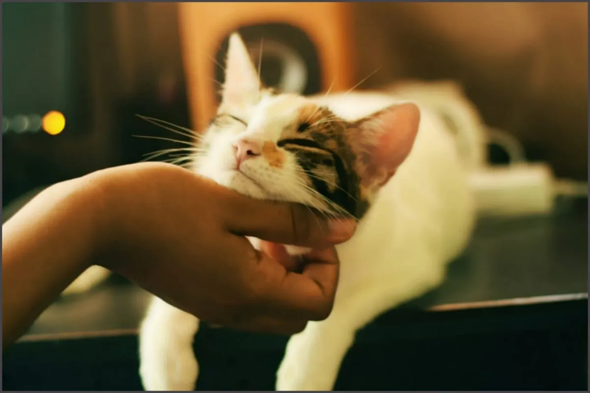 Cuidados que fazem a diferença no dia a dia com o seu felino