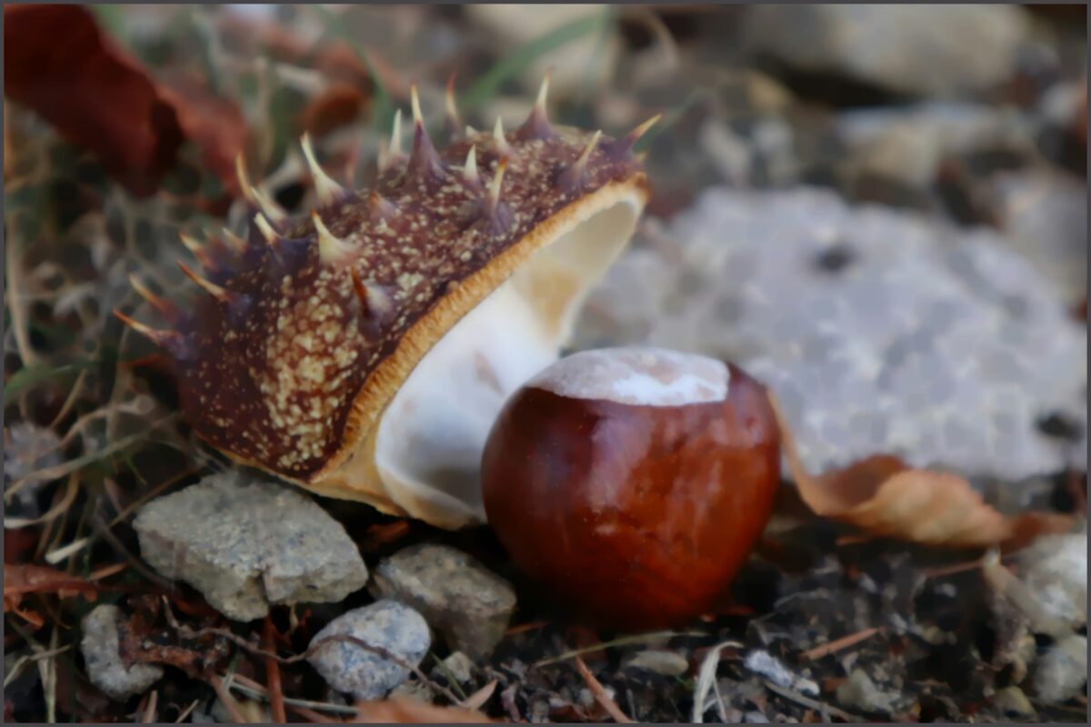 Castanha do pará e bioeconomia: por que investir no futuro sustentável da floresta é urgente Castanha do pará e bioeconomia: por que investir no futuro sustentável da floresta é urgente