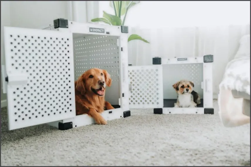 Formas de manter a casa sempre higienizada e cheirosa com pets Formas de manter a casa sempre higienizada e cheirosa com pets